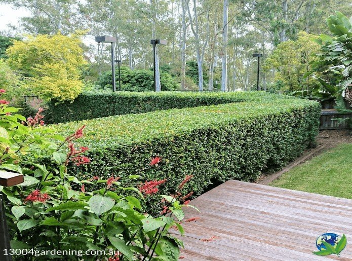 beautifully-cut-hedge-by-1300-4-gardening