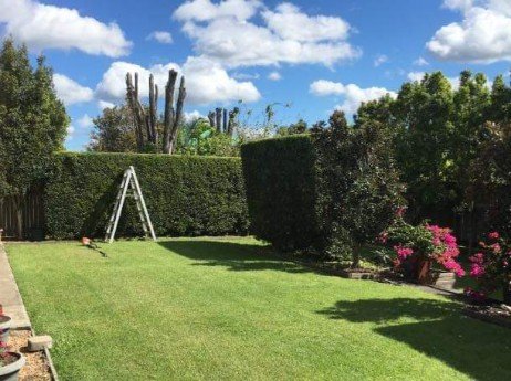 High-hedge-to-keep-this-landscape-yard-very-private_