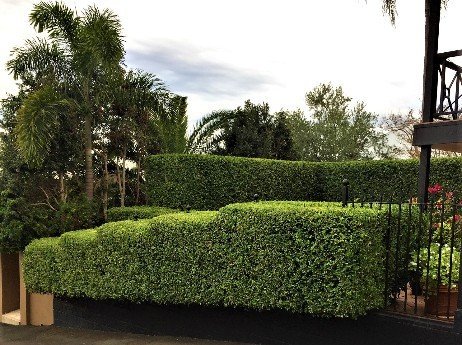 Look-at-the-steps-in-this-hedge-setting-off-this-landscape