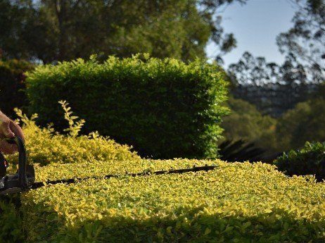 Hedges-are-popular-in-landscape-gardens-300x224-1
