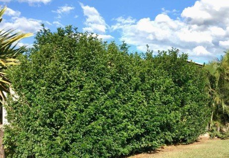 overgrown hedge 462x320