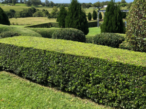 Well maintained hedges make a huge difference to the overall look of your landscape