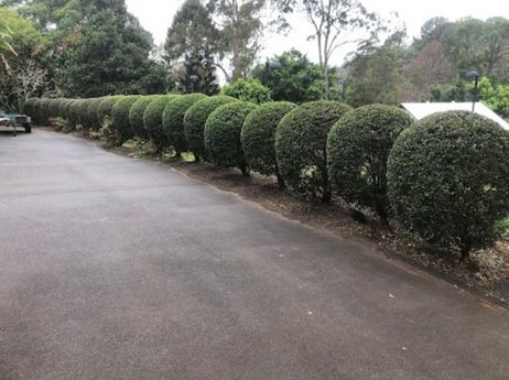 Ball hedges properly maintained by 1300 4 Gardening