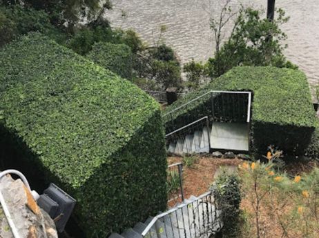 Beautiful hedge trimming by Brisbane river